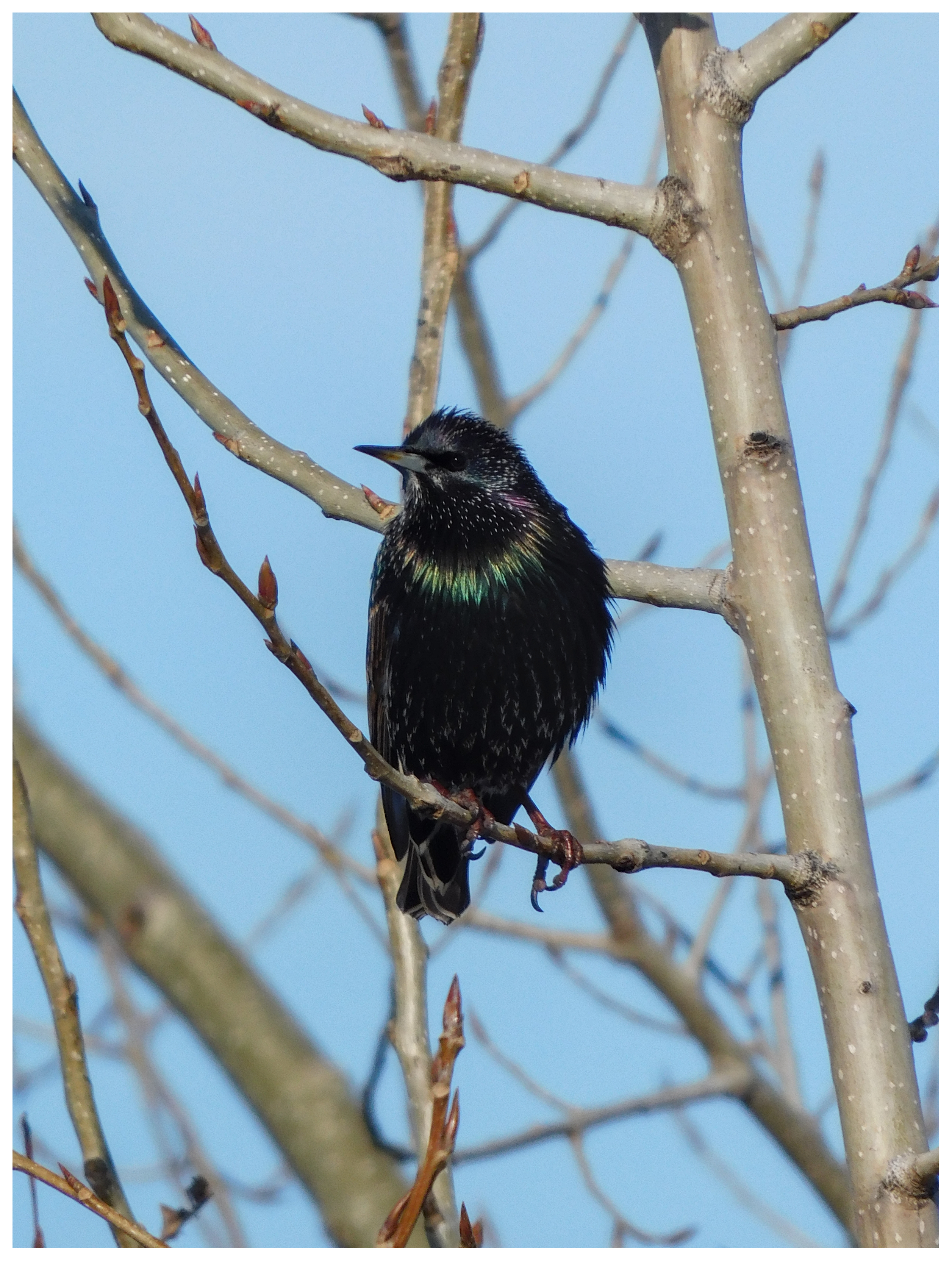 European starling perched on a branch with a blurred background